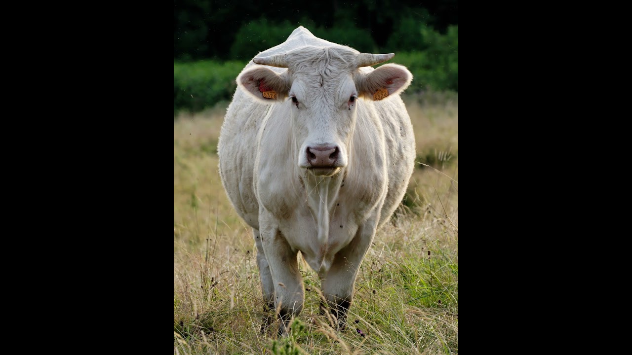 Tiếng b&ograve; rống - Bull