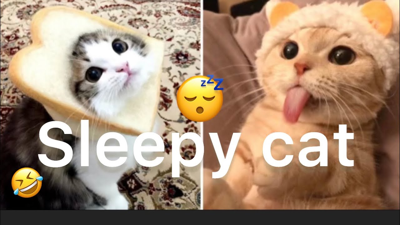 Funny cats video funniest cats and dogs video funniest sleepy animals 2023 😴🐶🐱🤣🐈&zwj;⬛