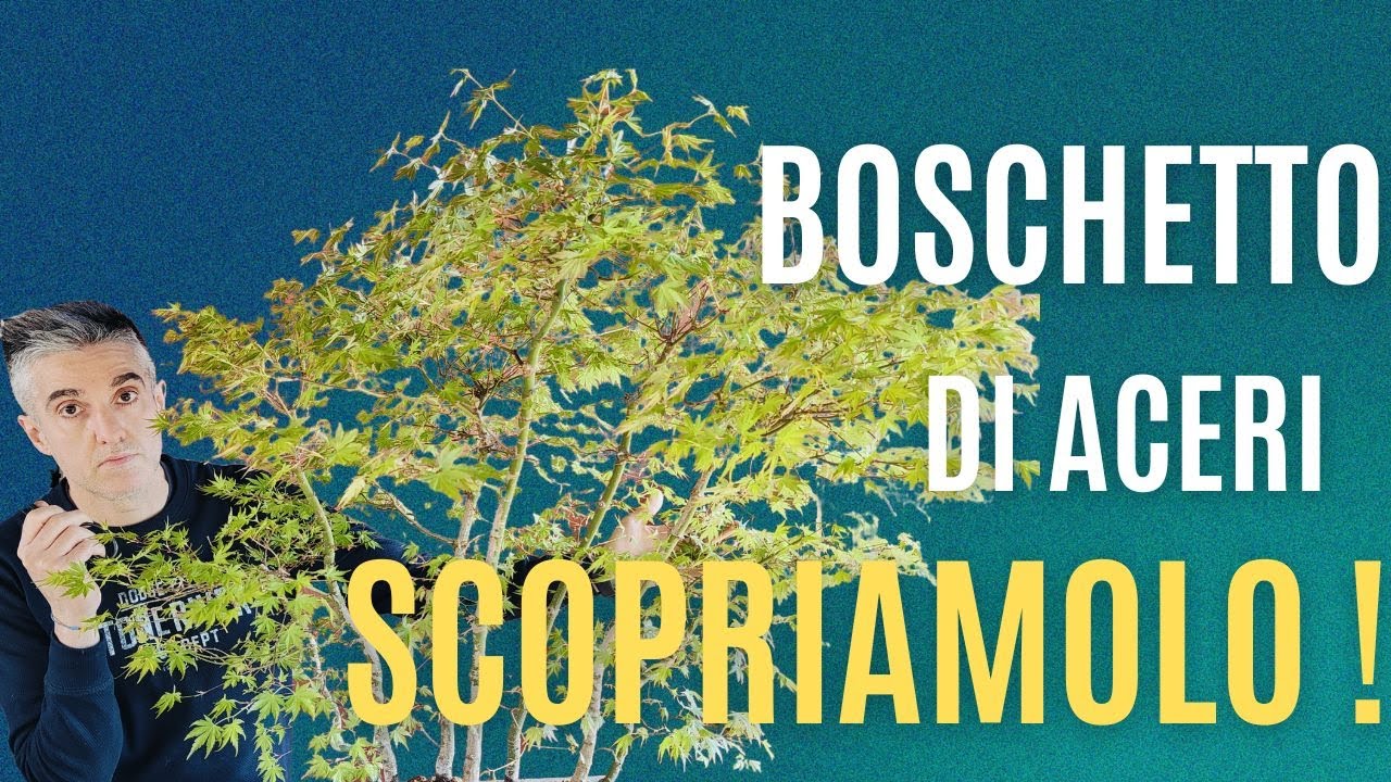 COME MANTENERE un boschetto BONSAI di ACERI GIAPPONESI