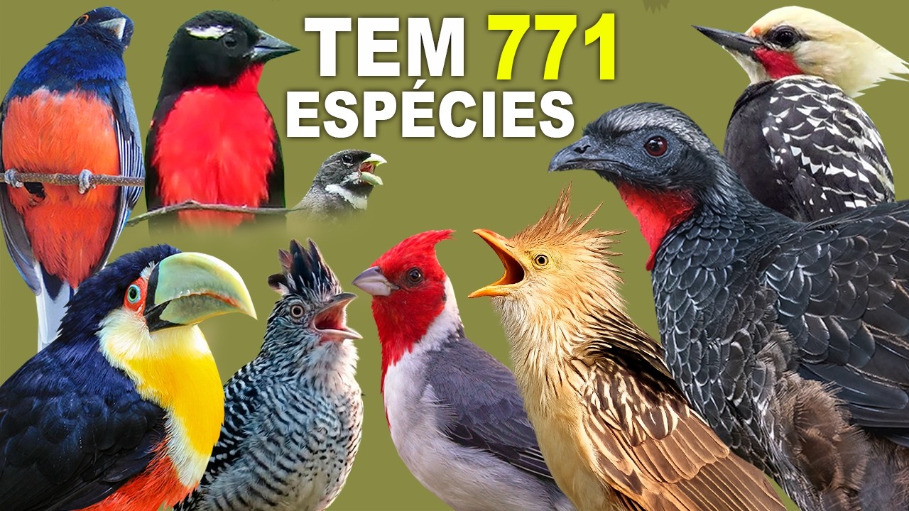 INACREDITÁVEL! 😱 771 ESPÉCIES DE AVES AQUI!