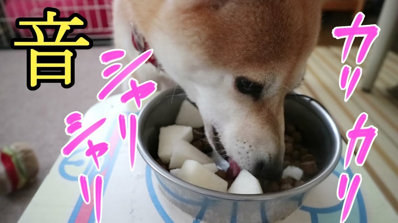 柴犬小春　【ASMR】巨大梨🍐だとシャリシャリ食べる？！大きい梨、持って来たげるよってに！