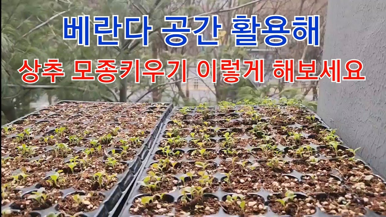 [23-24]상추 모종 키우기 베란다 공간 활용 방법 #주말농장