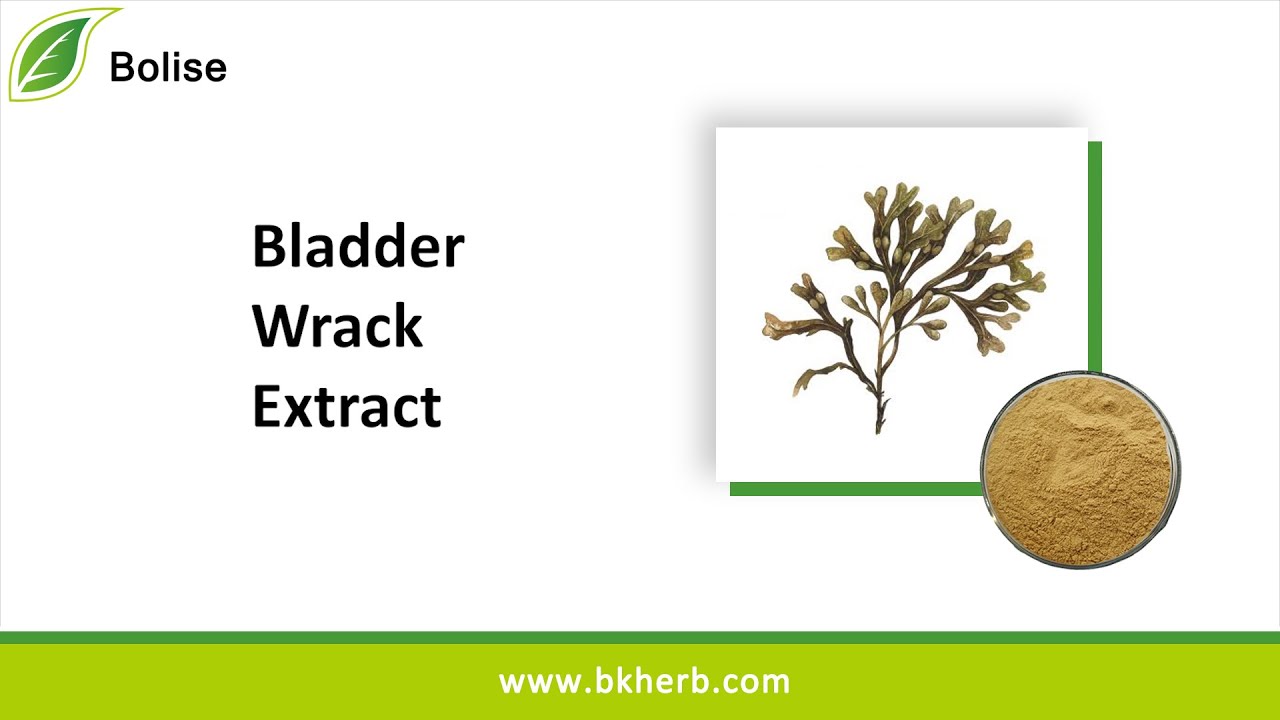 Bladder Wrack Extract Sales, Iodine and Alginic acid, Manufacturer