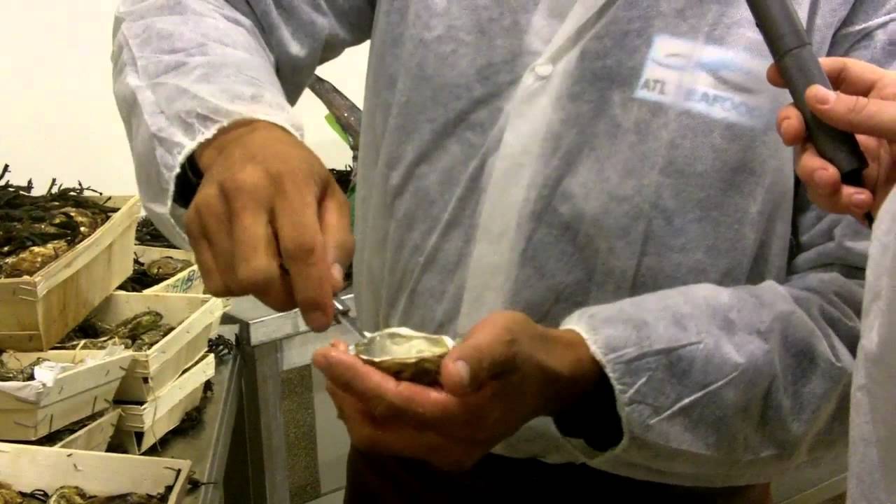Oesters Viscollege