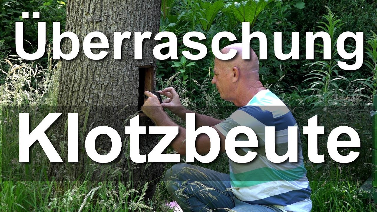 Mega Überraschung: Klotzbeute Ende Juni - was hängt da? Lebende Bienen wesensgemäß auf Naturwaben