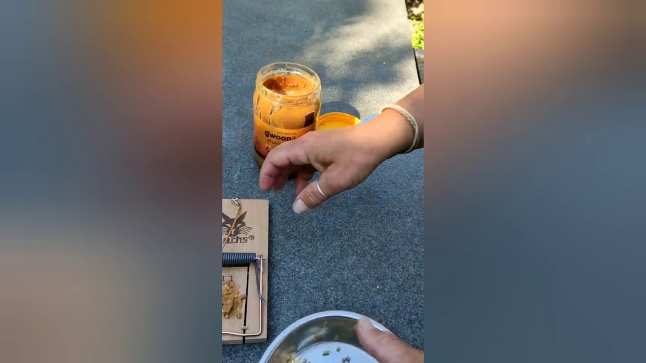Ongedierte: ratten, mollen en muizen