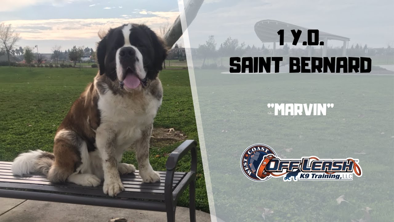 SAINT BERNARD / DOG TRAINING
