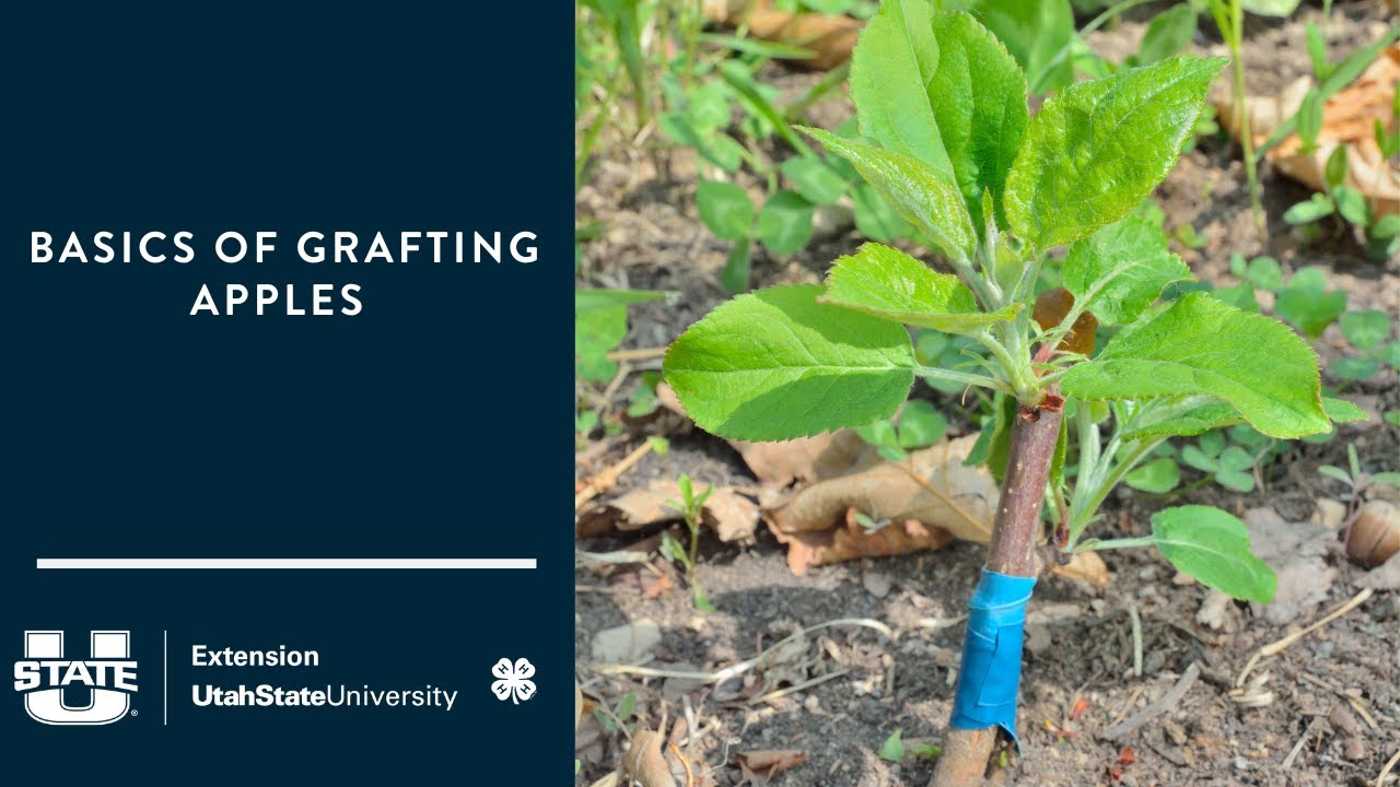 Basics of Grafting Apple Tree Root Stock