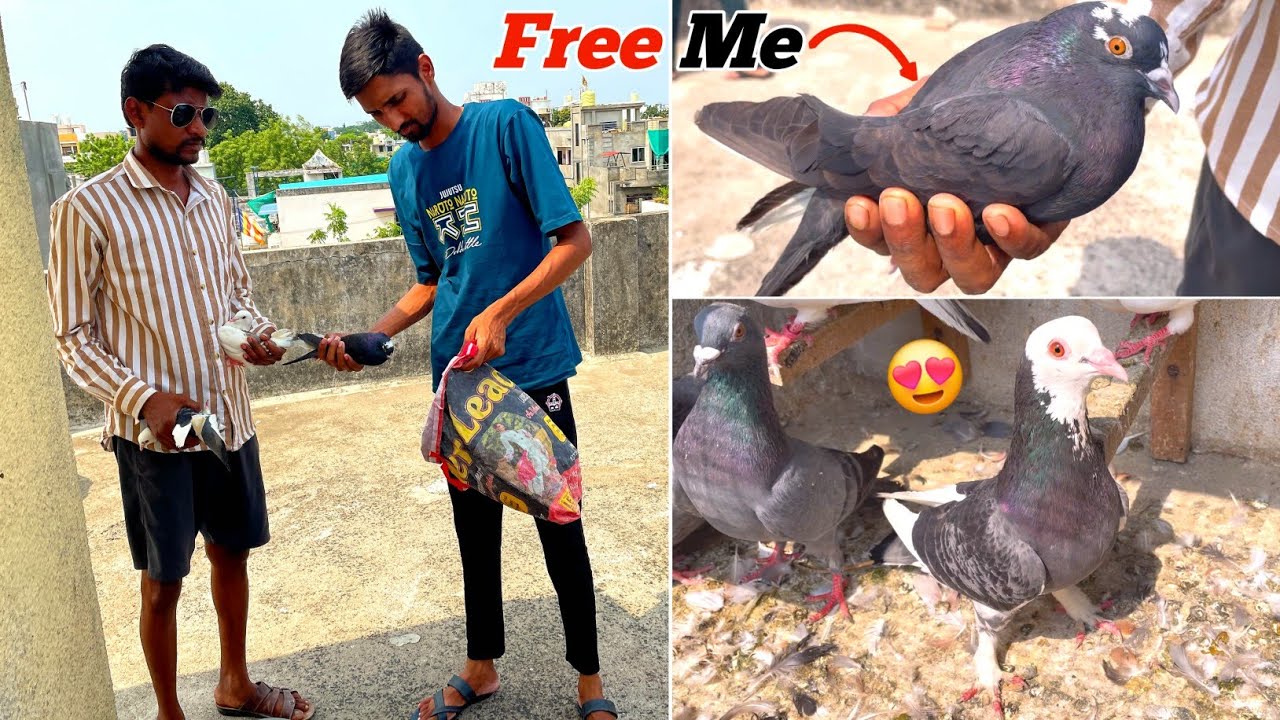 Fancy Kabootar Free Me Mile😍