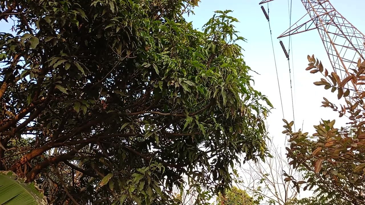 Gentle Wind & Birds Chirping 🌿 | Pure Nature Sounds | Relaxing Tree Ambience