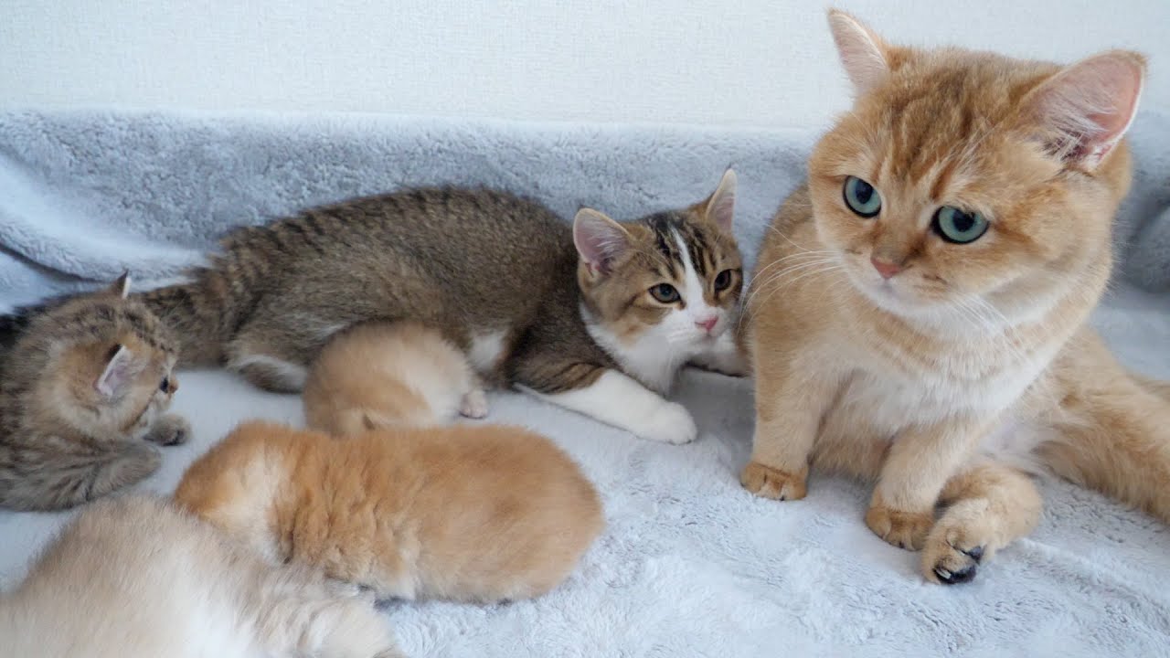Kitten Nico still tries to drink milk from his grandmother's cat Mimi!