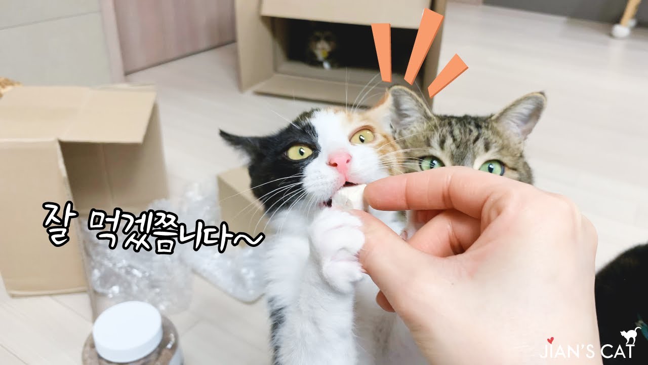 공손하게 두손으로 간식 받아먹는 아기고양이