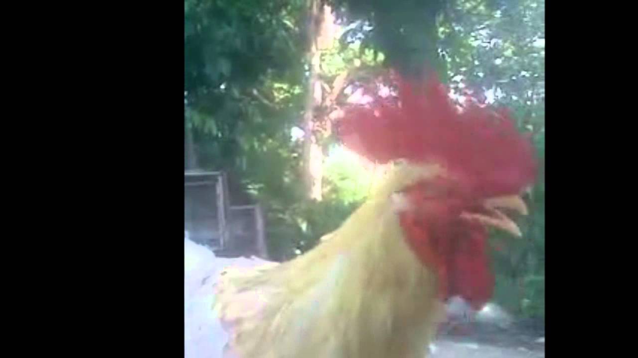 Rooster singing to latin music /  El Gallo cantante / Der singende Gockel
