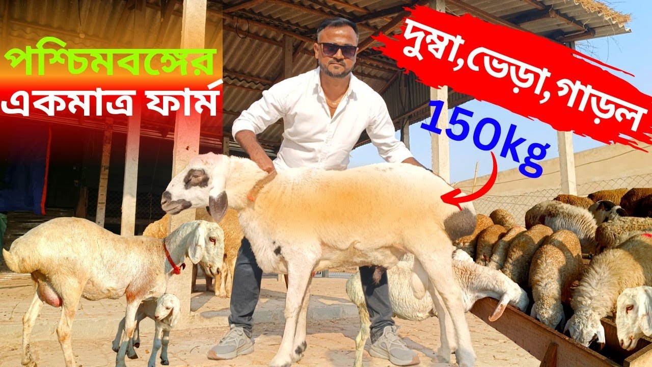 পশ্চিমবঙ্গের একমাত্র দুম্বা, ভেড়া, গাড়ল খামার। KT organic.mr farmer info.