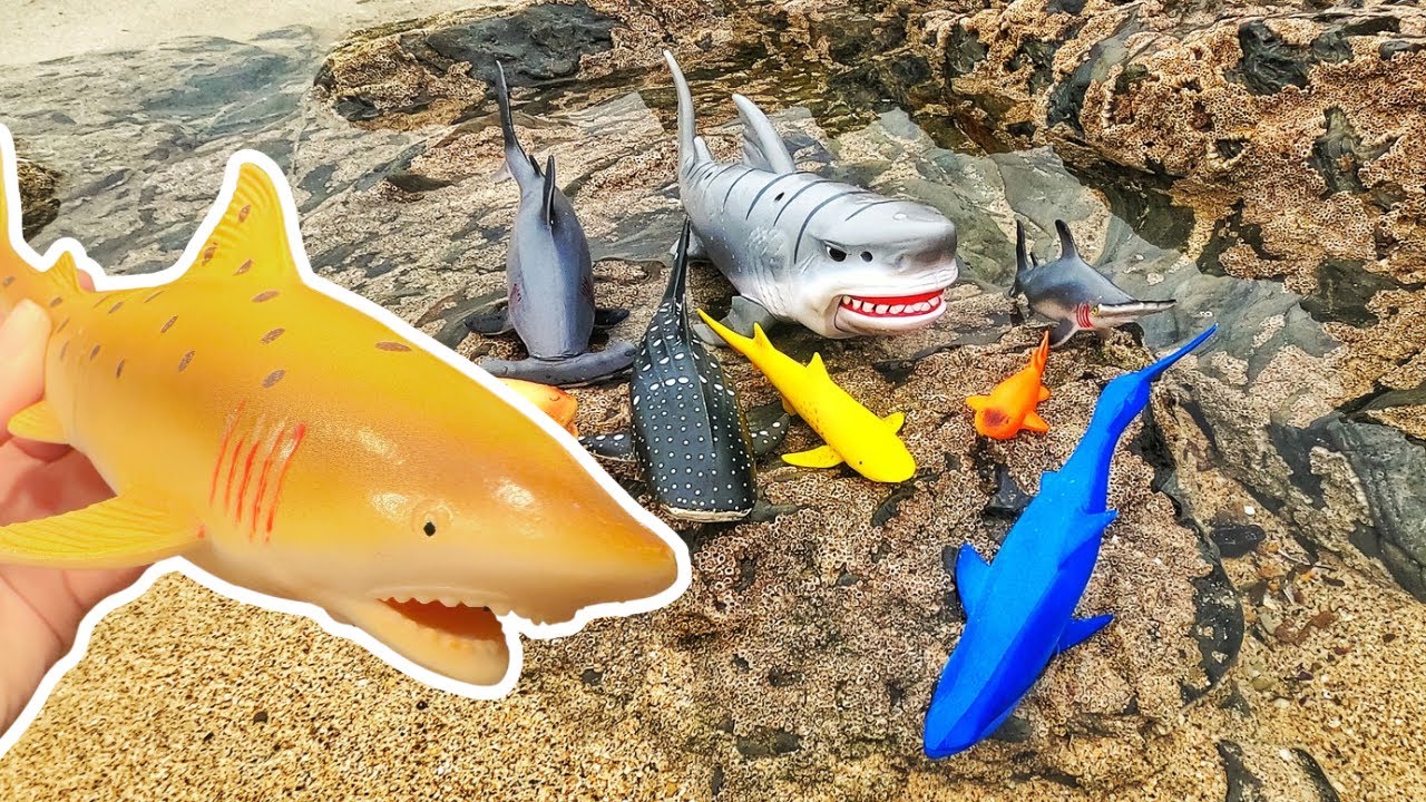 Kids Learn | Amazing Shark Names & Facts at the Beach: Great White Shark Zebra Shark Blue Shark