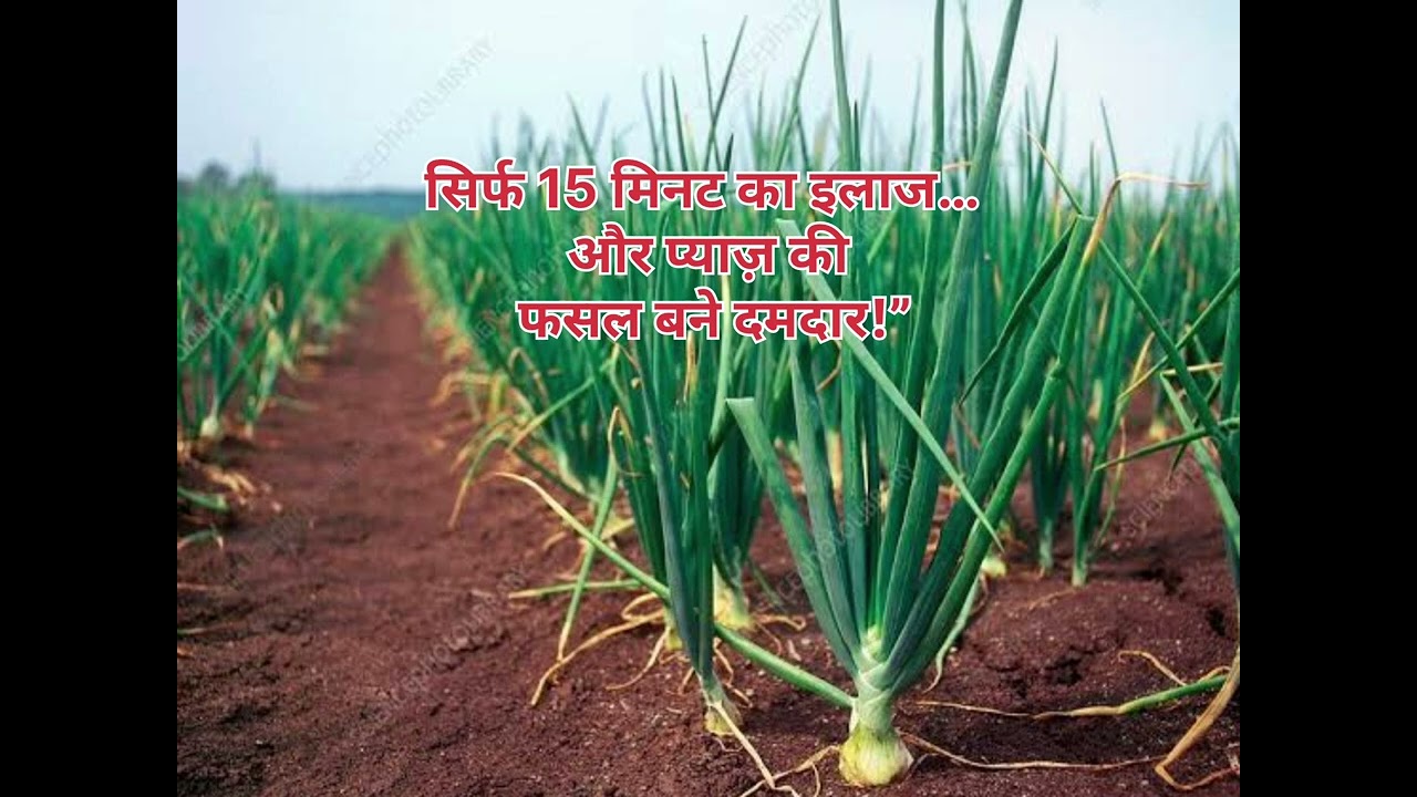 Complete Onion Cultivation Guide: Before Transplanting”#farming #agriculture #video #agro #kheti 