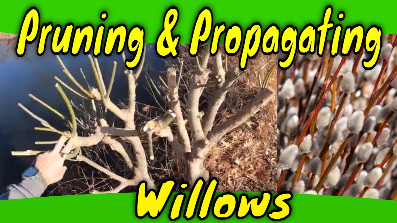 Willow pruning and propagation