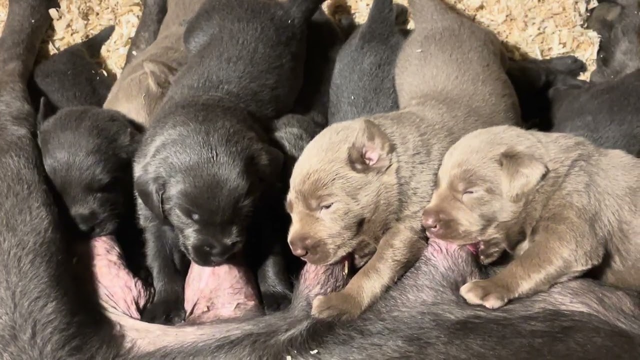 Charcoal Labs