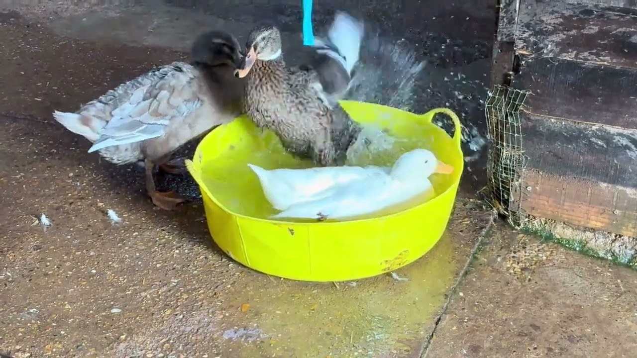 Bathtime Ducks