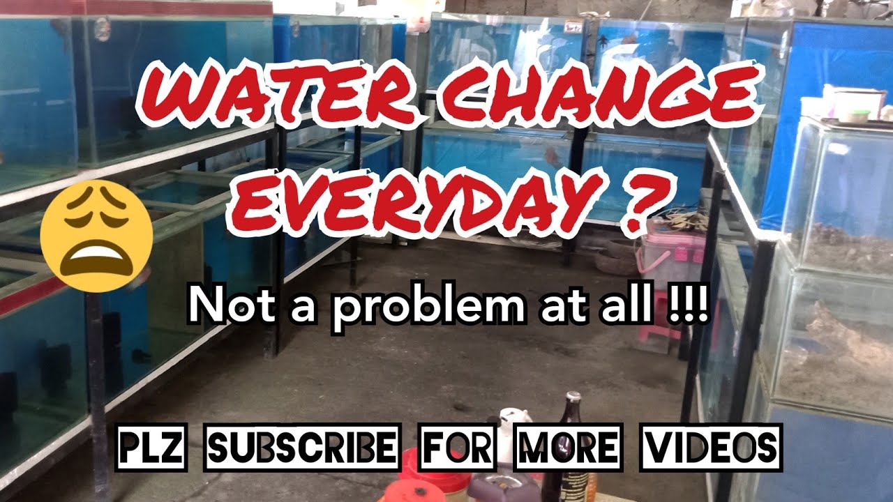 My Small Flowerhorn Backyard Fish Farm / #Team_Toril