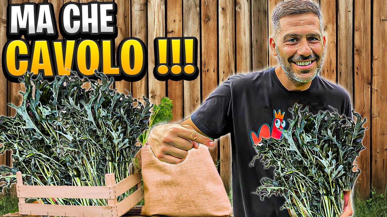 Perché TUTTI stanno coltivando il Cavolo Minestra ?  Scoprilo ora!