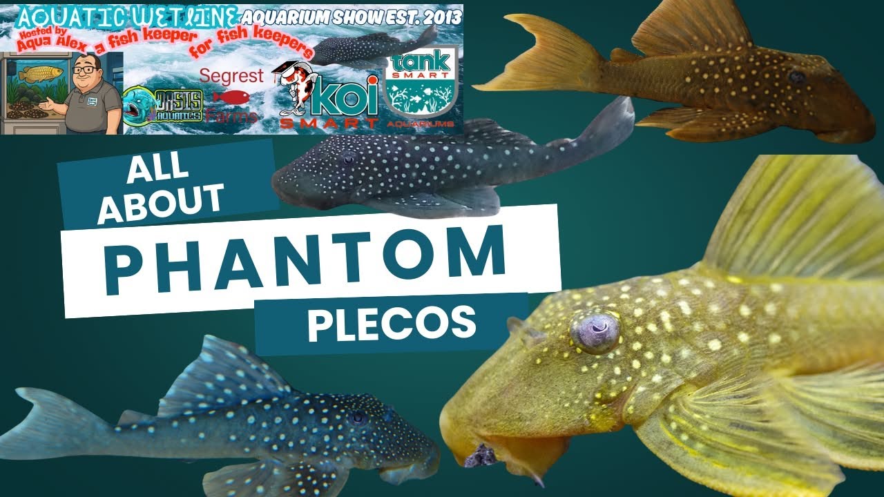 Aquatic Wetline W/ Aqua Alex: All About Phantom Plecos