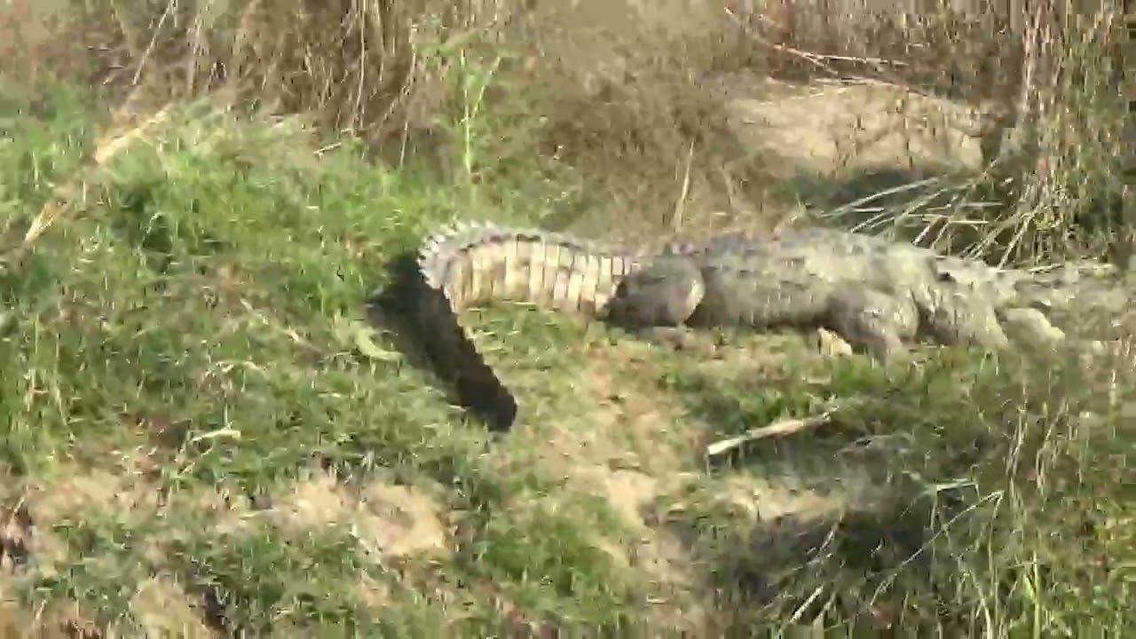 dugout-canoe ride, f, croc-watch, elephant drink break