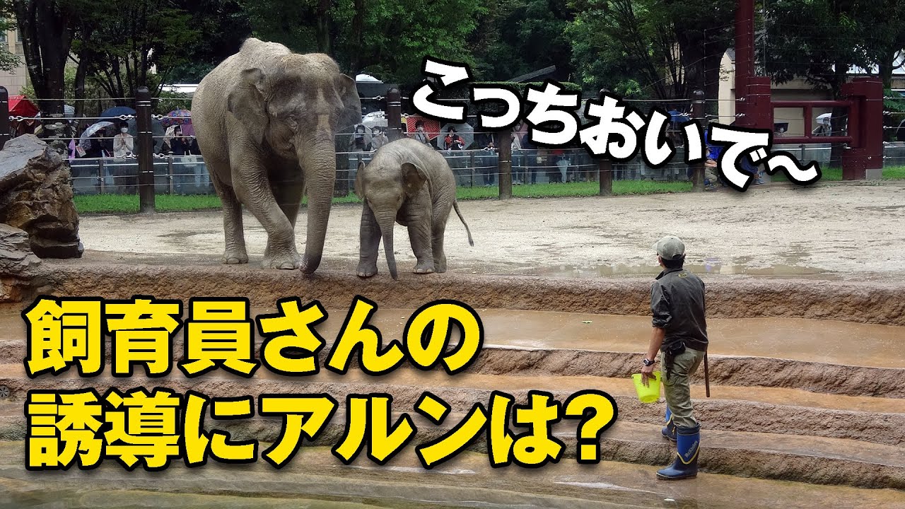 飼育員さんの長靴にいたずらするアルン＾＾； プール訓練の結果は？（2021/9/3）