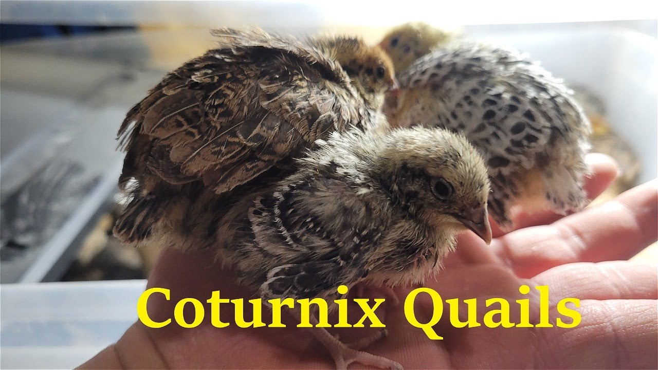 Coturnix Quails