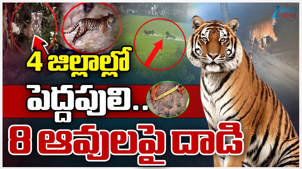 LIVE: Tiger Hulchal In Siddipet District Live Updates | 4 జిల్లాల్లో పెద్దపులి...8 ఆవులపై దాడి | ZEE