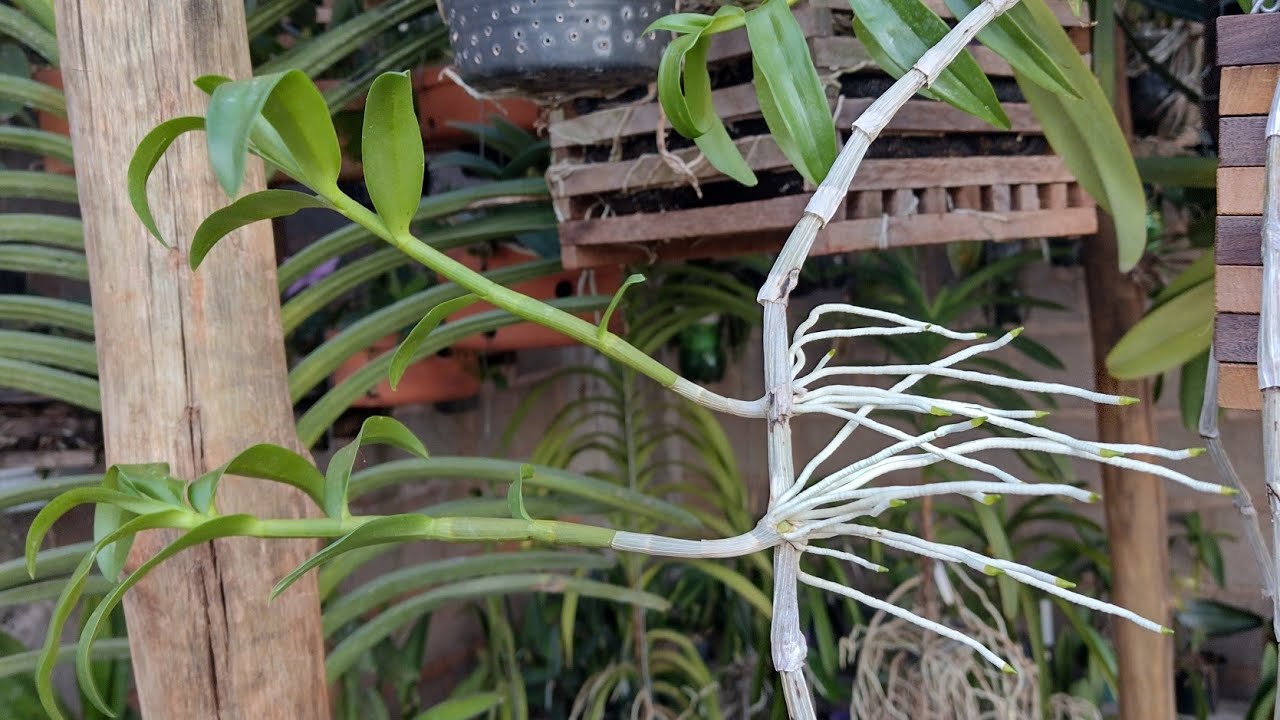 Como retirar e plantar keiki de Dendrobium
