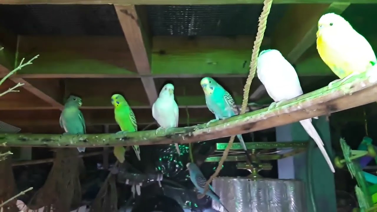 Tour Nocturno por mi Aviario 🌙🐦 (Ninfas, Periquitos y Agapornis) | Jiménez046