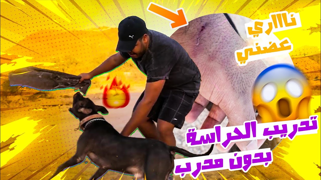طريقة تدريب الكلاب على الشراسة و الهجوم لوحدك و بدون مدرب 🤩 |  ناري عضني كلبي