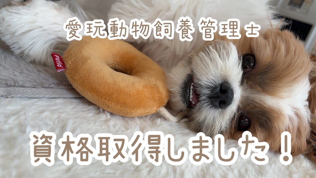 【愛玩動物飼養管理士】2級の試験に挑戦しました🐶とてもいい経験になりました♪