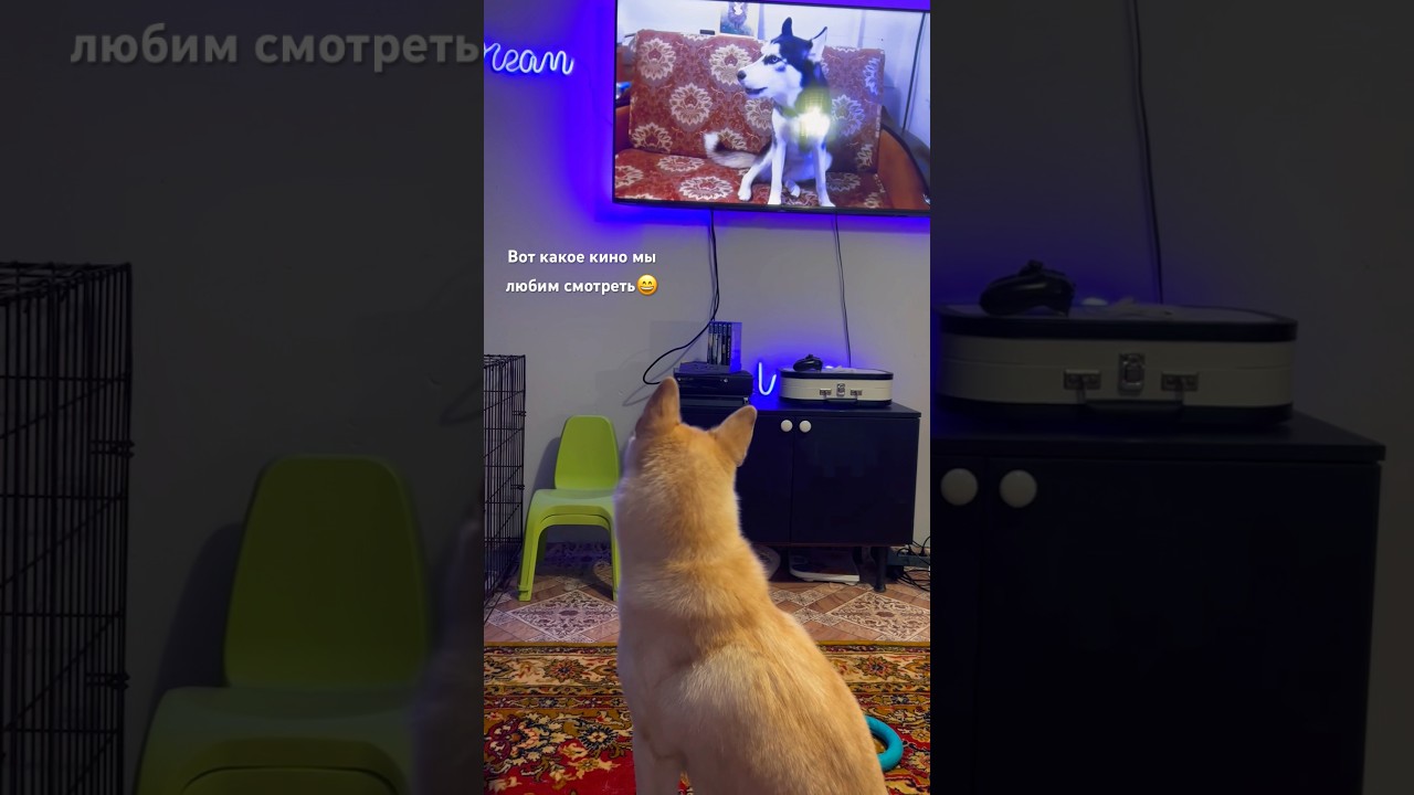 Кино для хаски😃 Истинные любители поболтать) 