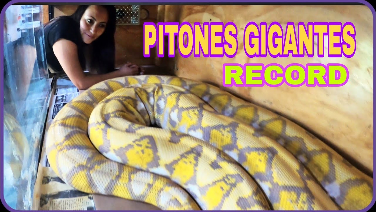 Quien tiene la Serpiente Más Grande de México?    Récord de pitones gigantes 😯🏆🐍