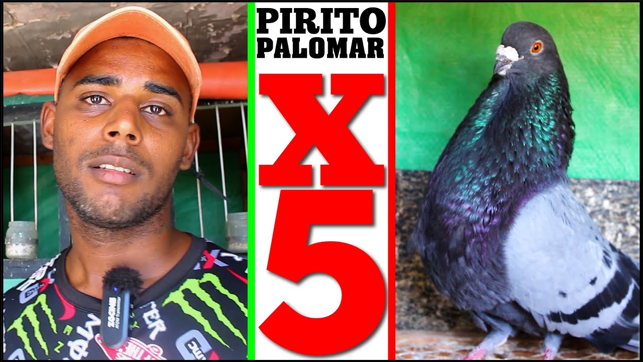 LINEA DE PALOMAS DE CONQUISTA X5   PALOMAR de PIRITO en La Isla