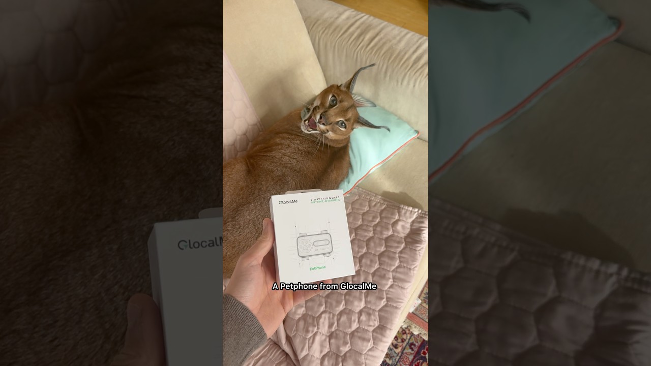 Pumba got his own phone now! Thanks to @glocalmemoments #petwearable #smartcollar #PetPhone #pettech