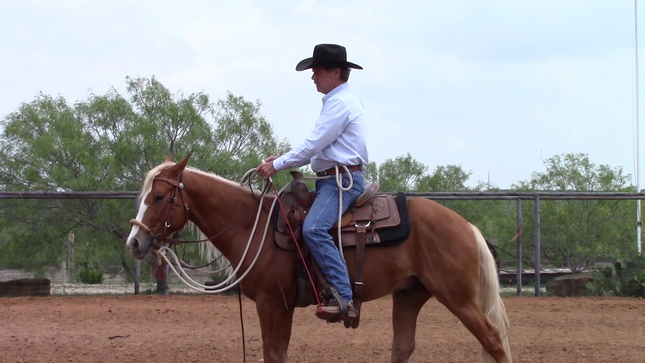 Teaching A Horse To Neckrein