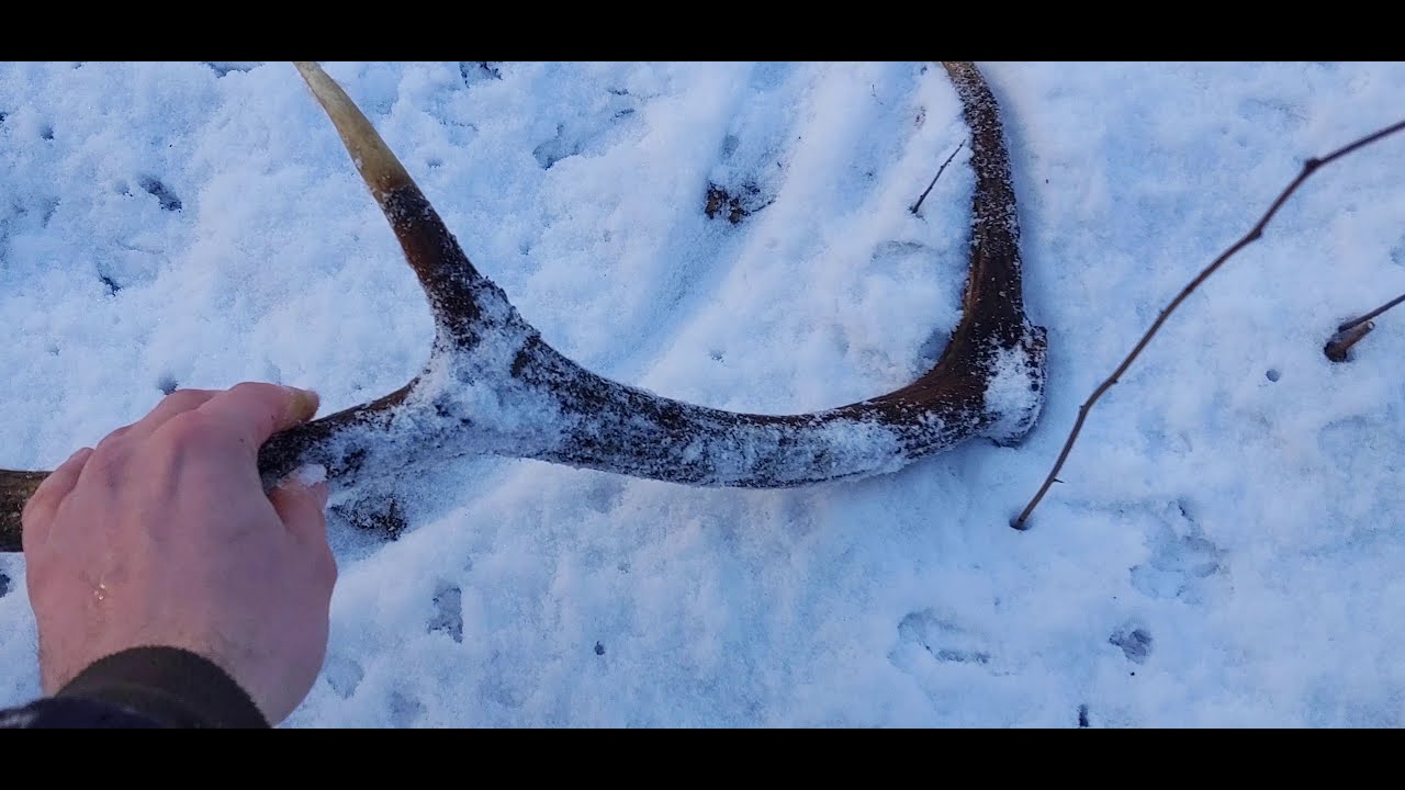 Zhody 2021 - 4K- odležaný osmorák, zrzuty, parohy,parožie - deer antler hirschhorn agancs geweih