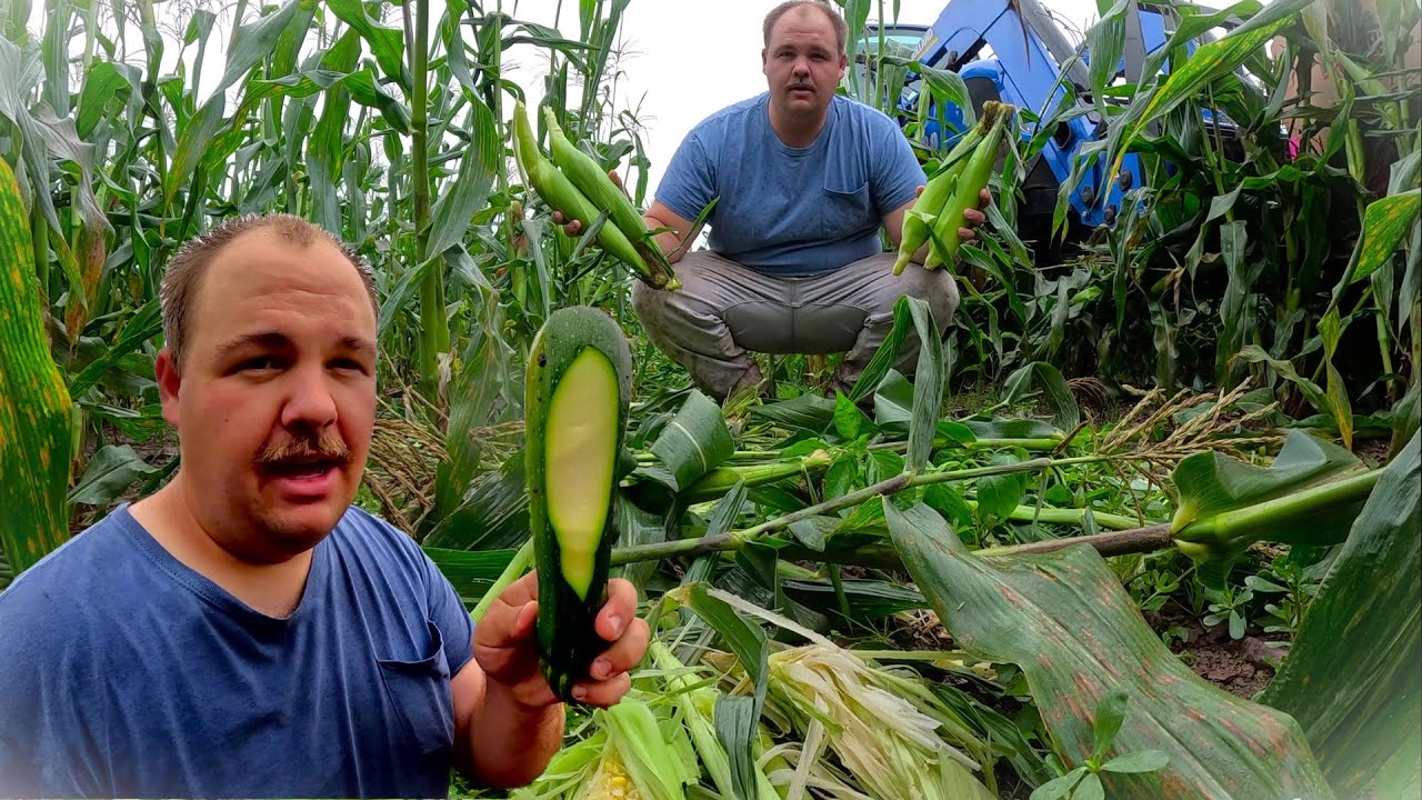 THE STRUGGLES OF VEGETABLE FARMING