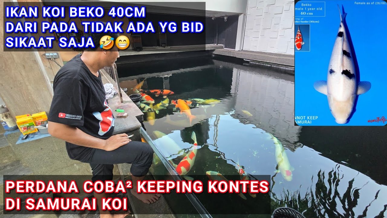PERDANA IKUT KEEPING KONTES | LELANG KC SHQ DI SAMURAI KOI