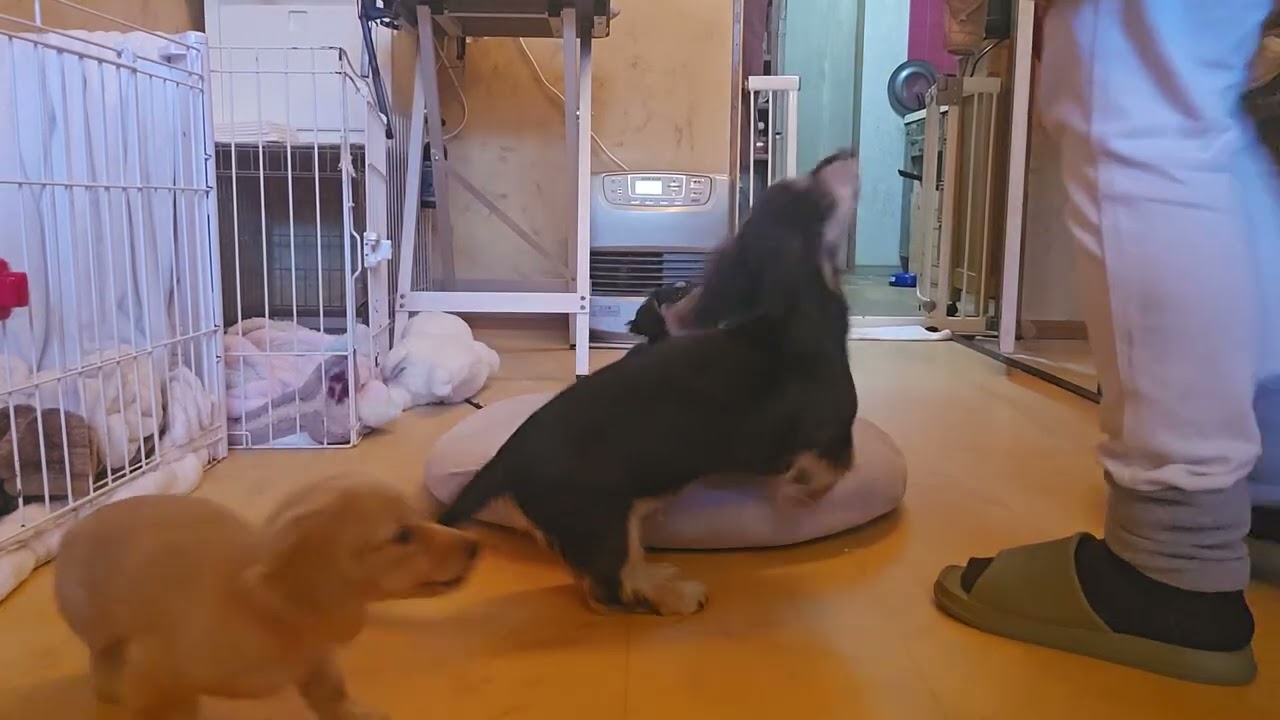 できないのにしないで下さい。コタロー&ルナ&るく