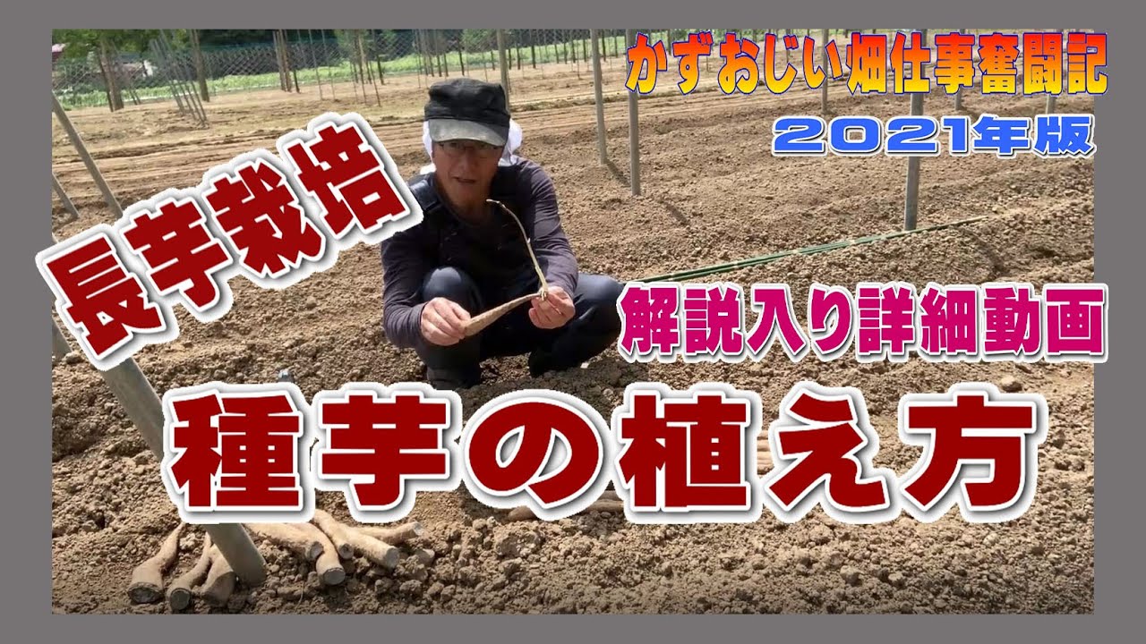 長芋の種芋の植え付け方法について 解説入り詳細動画：2021年版（長芋栽培）農作業に挑戦中！私の野菜栽培記録