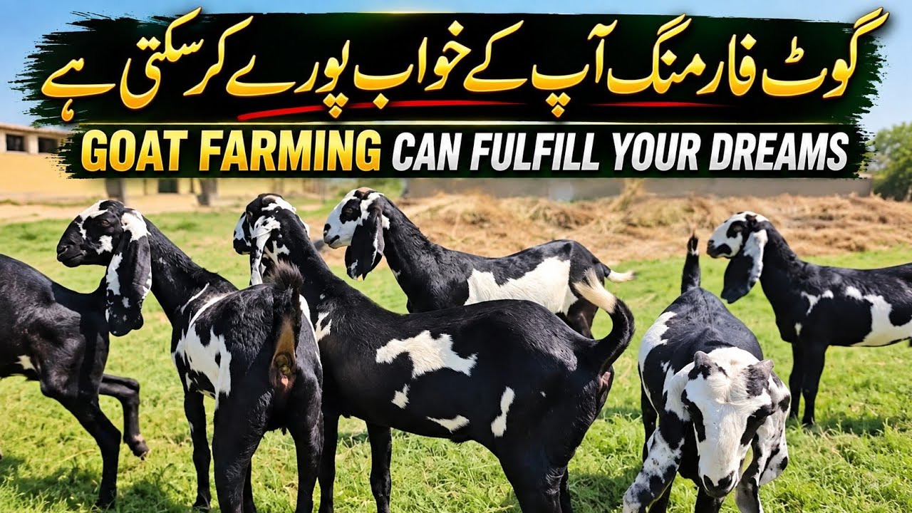 Goat Farming Can Fulfill Your Dreams | Chakwal Goat Farm 🐐 