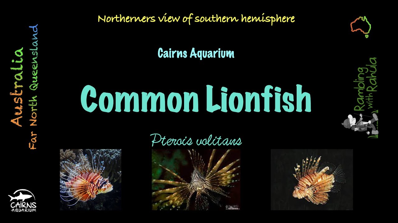 The Common Lionfish | Underwater world | Cairns Aquarium | 4K