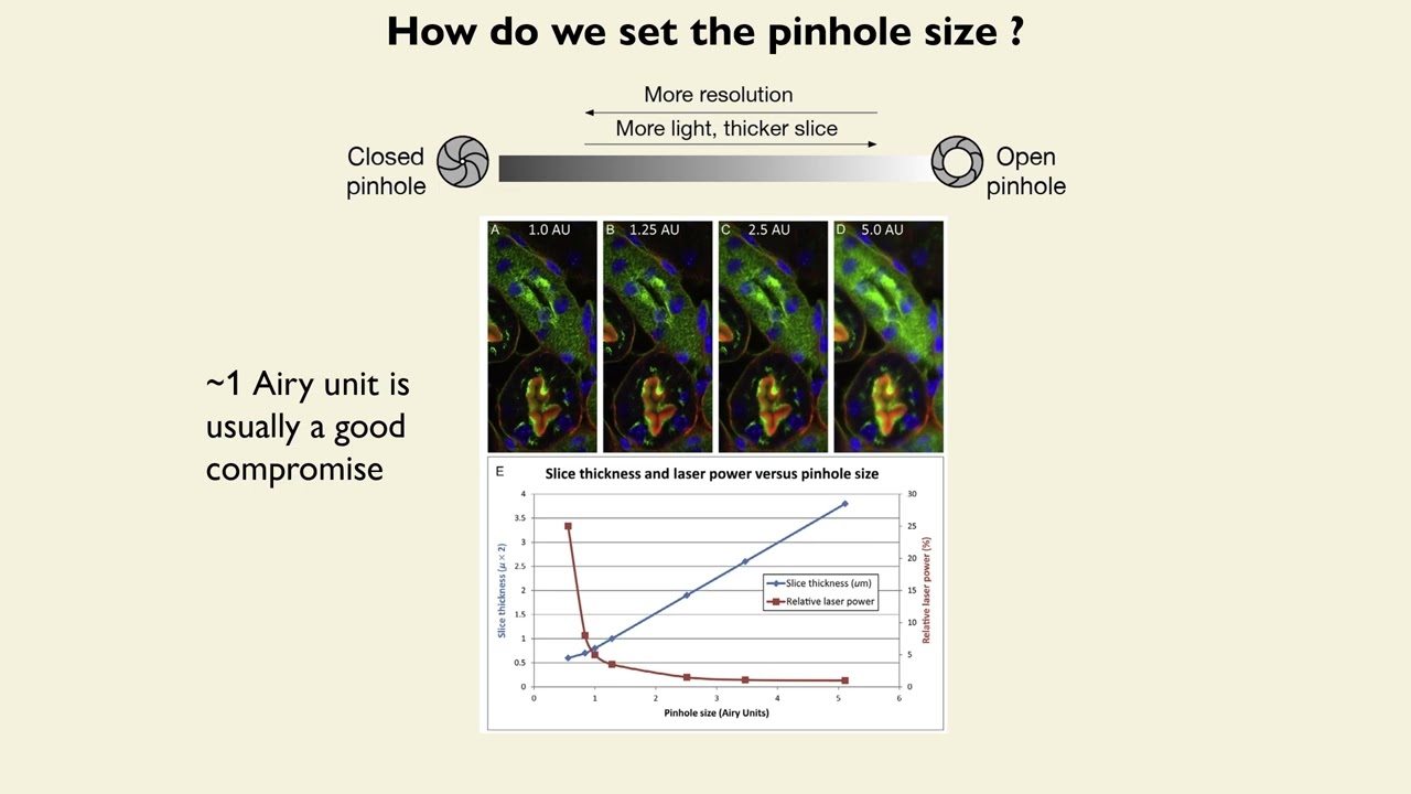 Confocal microscopy