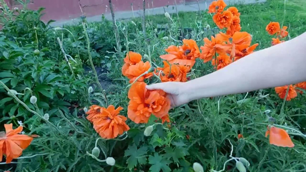 Папавер ! Многолетний декоративный мак ! Выращивание и уход !