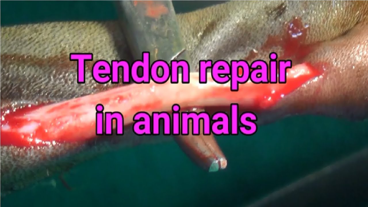 Tendon Repair in animals