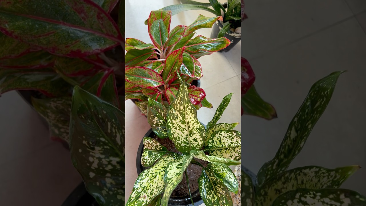 10 Best Indoor Plants 🪴|#airpurifierplants